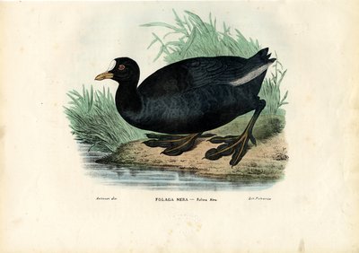 Euraziatische meerkoet, 1863-79 door Raimundo Petraroja